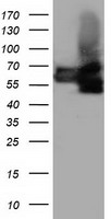 IBRDC2 (RNF144B) antibody