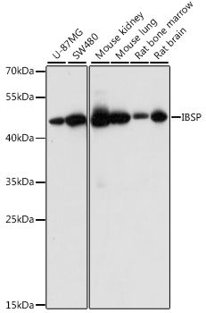 IBSP antibody