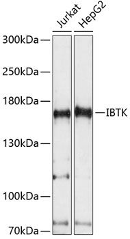 IBTK antibody
