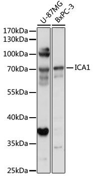 ICA1 antibody