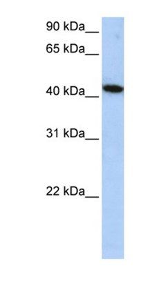 ICA1L antibody