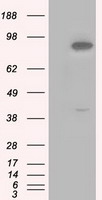 ICAD (DFFA) antibody