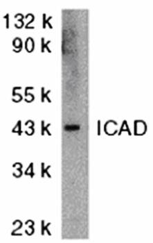 ICAD Antibody