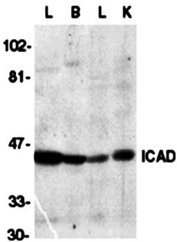 ICAD Antibody