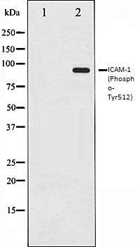 ICAM1 (Phospho-Tyr512) antibody