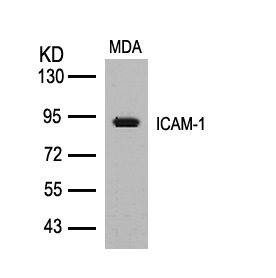 ICAM1 (Ab-512) antibody