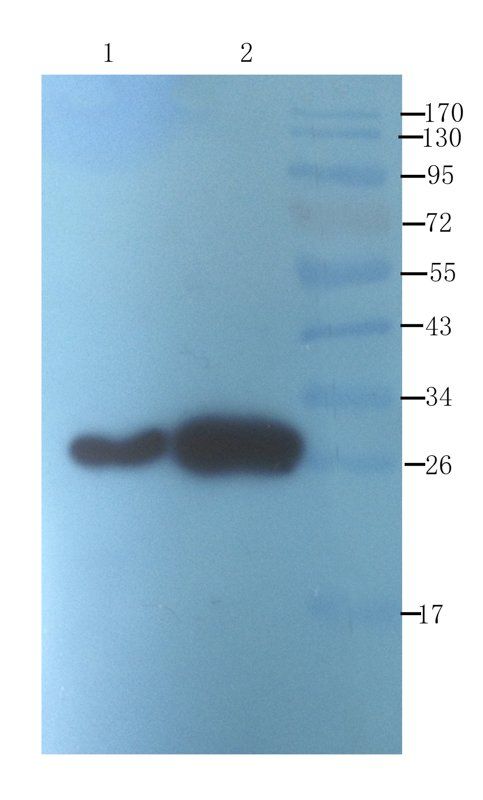 ICAM1 antibody