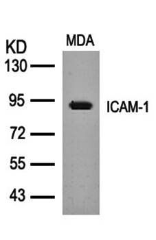 ICAM (Ab-512) Antibody