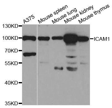 ICAM1 antibody