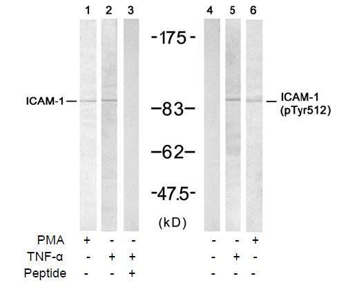 ICAM (Phospho-Tyr512) Antibody