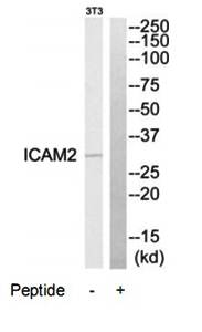 ICAM2 antibody