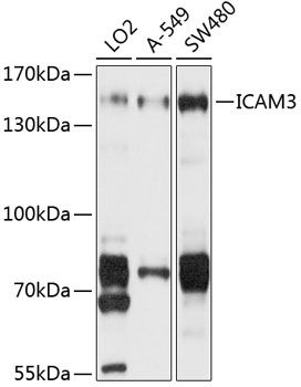 ICAM3 antibody