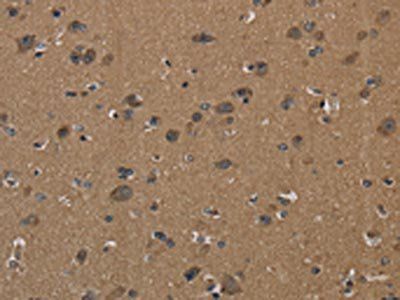 ICAM4 Antibody