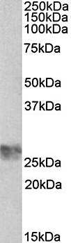 Goat anti-ICAM4 (aa169-182) Antibody