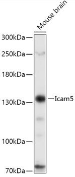 Icam5 antibody