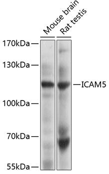 ICAM5 antibody