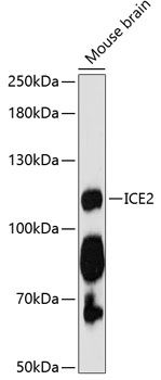 ICE2 antibody