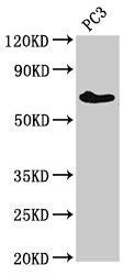 ICK antibody