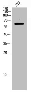 ICK Antibody