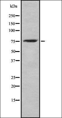 ICK (Phospho-Tyr159) antibody