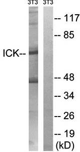 ICK antibody