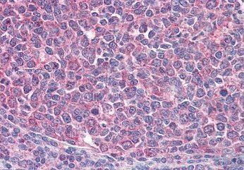 Goat anti-ICOS Antibody