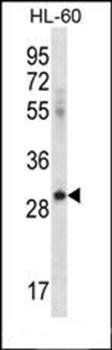 ICOSLG antibody