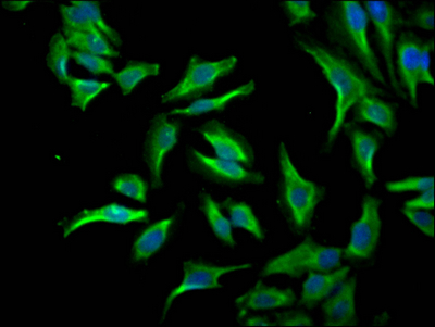ID1 Recombinant Monoclonal Antibody