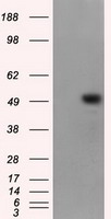 ID2 antibody