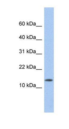 ID2 antibody