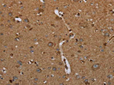 ID2 Antibody