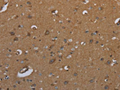 ID2 Antibody