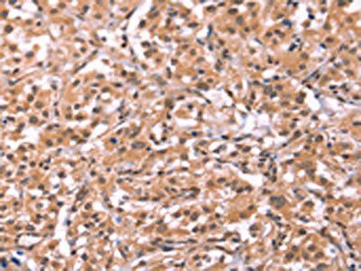 ID2 Antibody