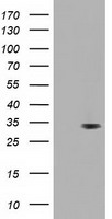ID3 antibody