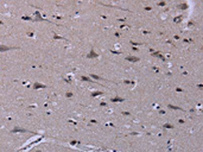 ID3 Antibody