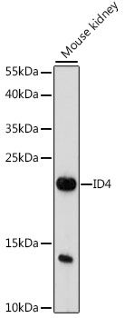 ID4 antibody