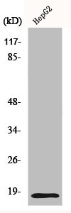 ID4 antibody