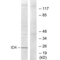 ID4 Antibody