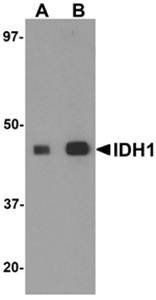 IDH1 Antibody
