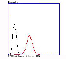 IDH2 Antibody