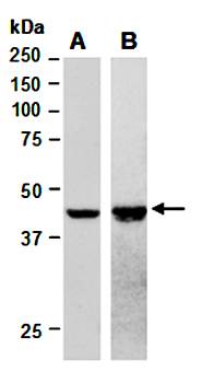 IDH2 antibody