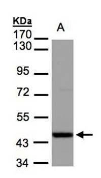 IDH2 antibody