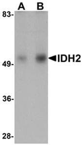 IDH2 Antibody