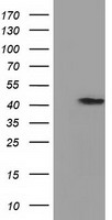 IDH3A antibody