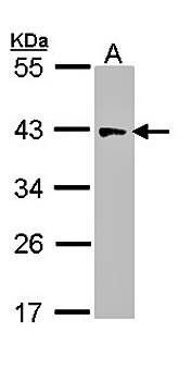 IDH3G antibody