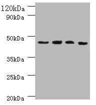 IDO antibody