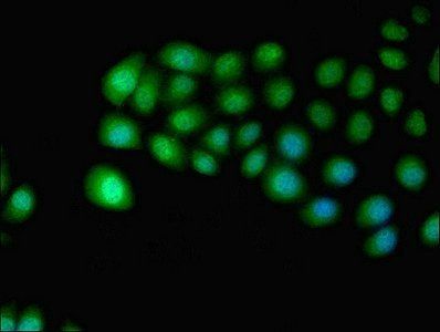 IDO2 Antibody