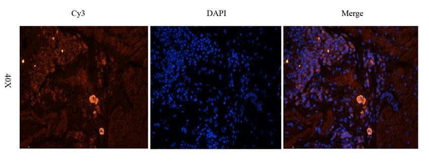 IDO antibody