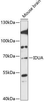 IDUA antibody
