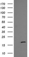Iduronate 2 sulfatase Antibody